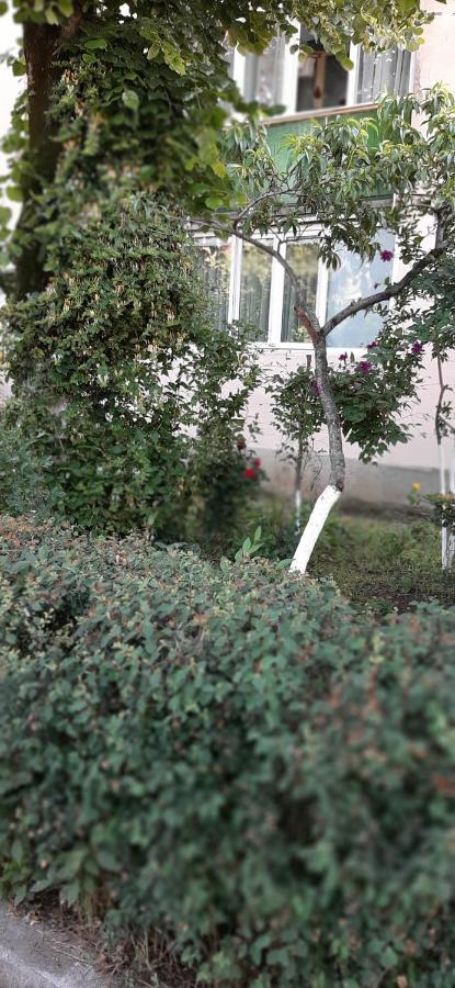 Alice Apartment アラド エクステリア 写真